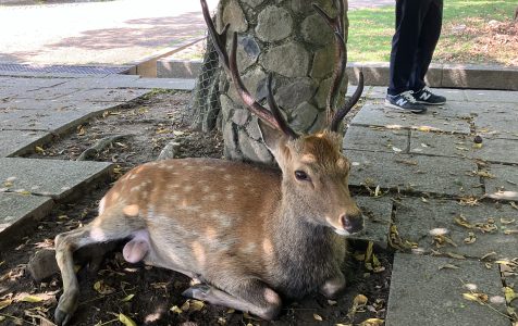 【UDC奈良】「シビック的に奈良の鹿と観光を考えるDAY」開催レポート